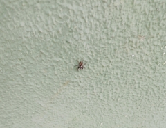 Menemerus bivittatus