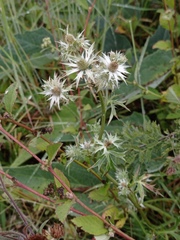 Eryngium heterophyllum