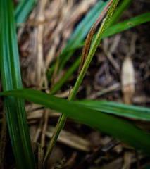 Carex virescens