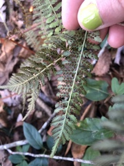 Athyrium asplenioides