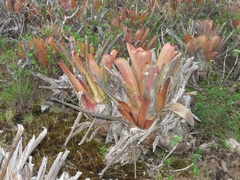Aechmea leptantha