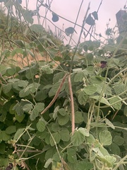 Macroptilium atropurpureum