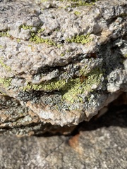 Acarosporaceae