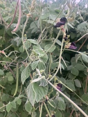 Macroptilium atropurpureum