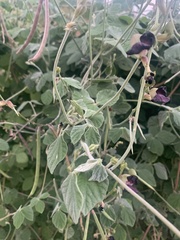 Macroptilium atropurpureum