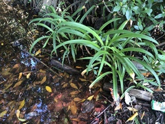 Hymenocallis acutifolia
