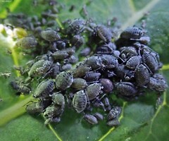 Brevicoryne brassicae