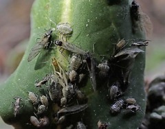 Brevicoryne brassicae