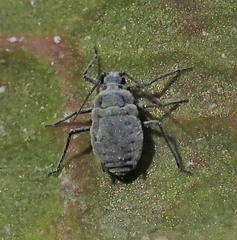 Brevicoryne brassicae