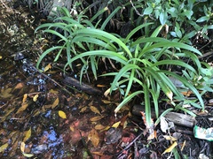 Hymenocallis acutifolia
