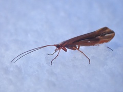 Psychoglypha