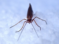 Psychoglypha