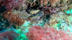 Cronius ruber