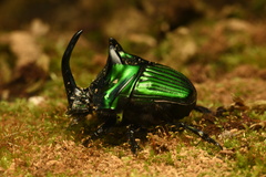 Oxysternon conspicillatum