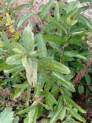Karwinskia humboldtiana