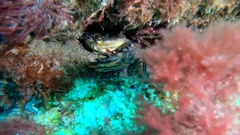 Cronius ruber