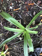 Hymenocallis acutifolia