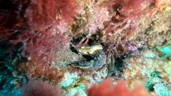 Cronius ruber