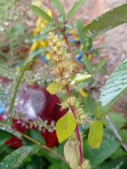 Cenchrus echinatus