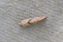 Cochylidia implicitana