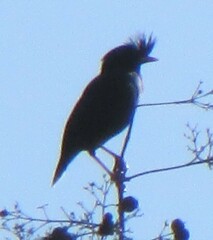 Acridotheres grandis