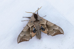 Smerinthus ocellata