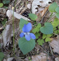 Viola reichenbachiana