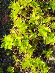 Syntrichia montana