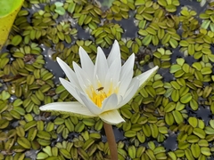 Nymphaea ampla