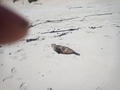 Arctocephalus pusillus pusillus