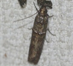 Hypargyria metalliferella
