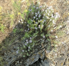 Ziziphora clinopodioides