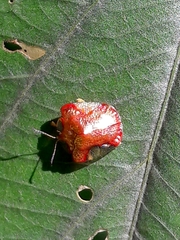 Charidotella rubicunda