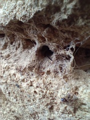 Filistata insidiatrix