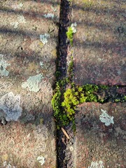 Syntrichia montana
