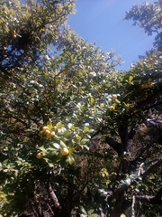 Crataegus mexicana