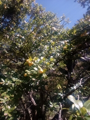 Crataegus mexicana
