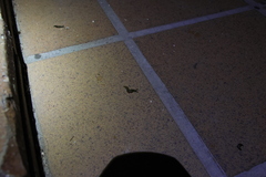 Limacus