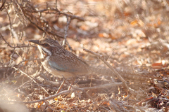 Uratelornis chimaera