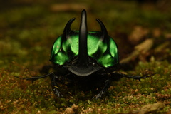 Oxysternon conspicillatum