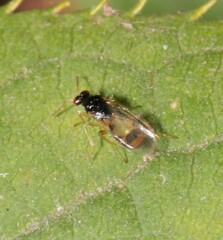 Euplectrus