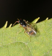 Euplectrus