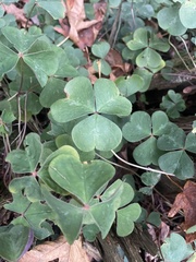 Oxalis oregana
