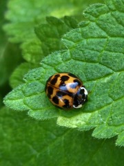 Harmonia axyridis