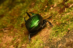 Oxysternon conspicillatum