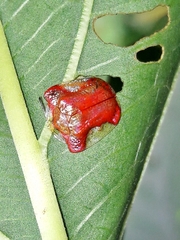 Charidotella rubicunda