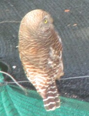 Glaucidium cuculoides