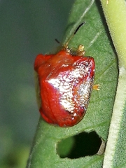 Charidotella rubicunda
