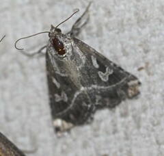 Chaograptis crystallodes
