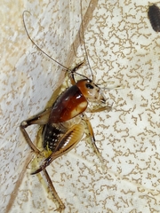 Apotetamenus clipeatus